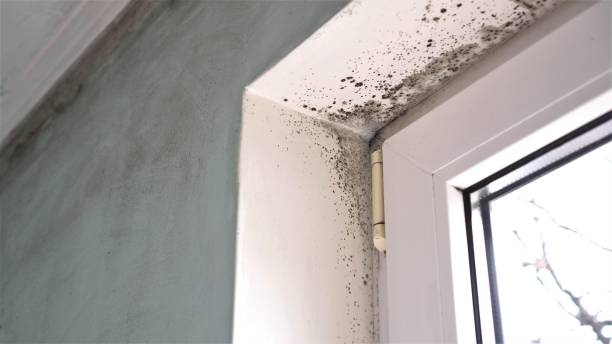 Best Real Estate Mold Inspection  in , IN