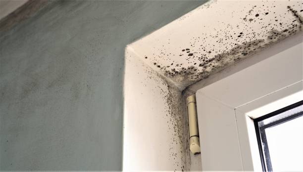 Best Environmental Consulting for Mold Prevention  in , IN
