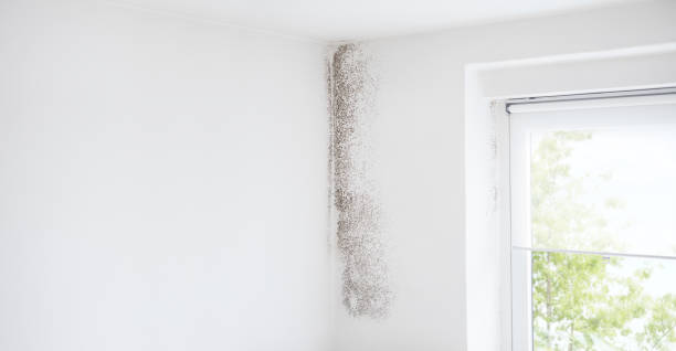 Best Biohazard Mold Removal  in , IN
