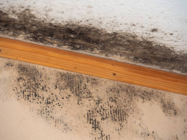  , IN Mold Removal Pros