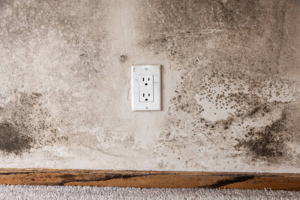 Best Emergency Mold Remediation  in , IN