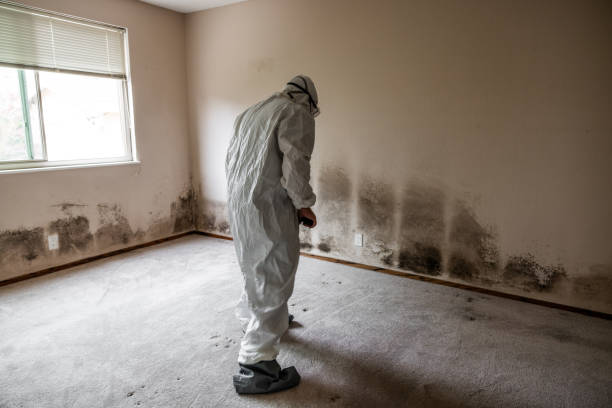 Best Mold Odor Removal Services  in , IN